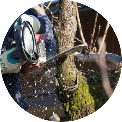 モモタロウ解体の樹木伐採・撤去